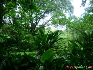 La Mesa Eco Park, Forest in the City; Philippines – Travel Around The ...