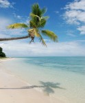 palm tree on sandy white beaches, Fiji Islands – Travel Around The ...